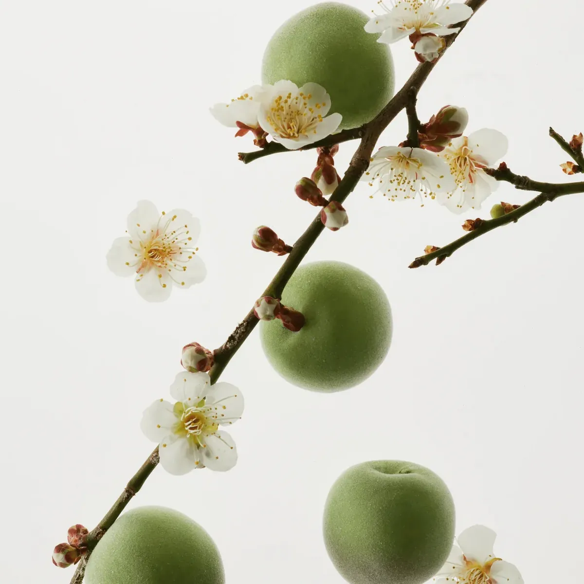 Rama de ciruelo con ciruelas verdes