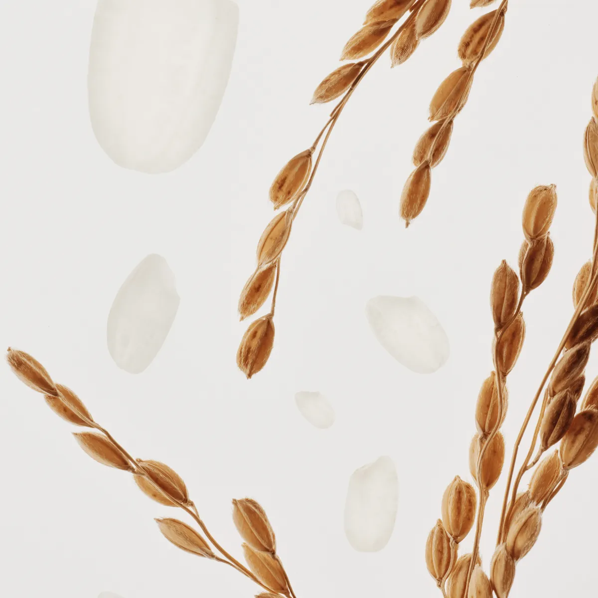 Espigas y granos de arroz