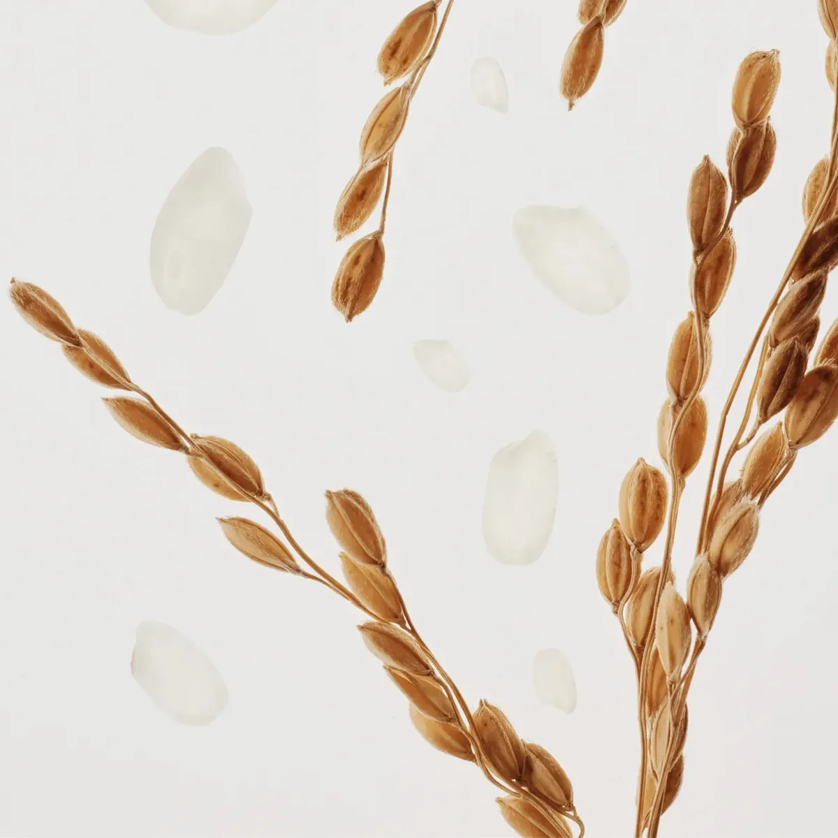 Espigas y granos de arroz